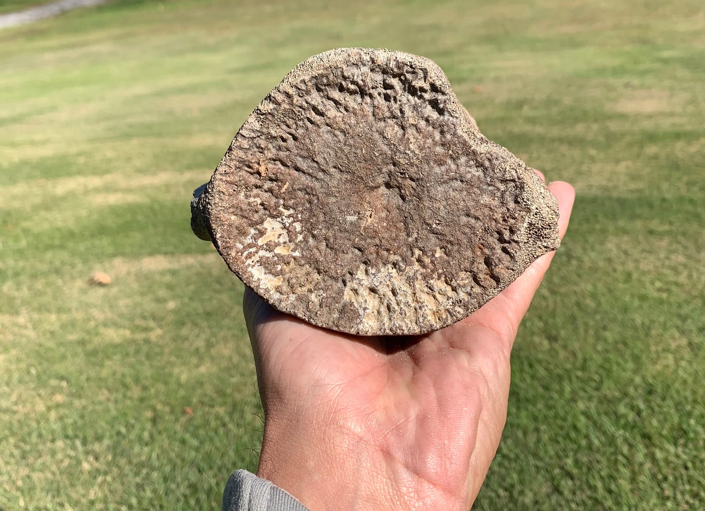 Fossil Whale Vertebra From the Miocene of Virginia
