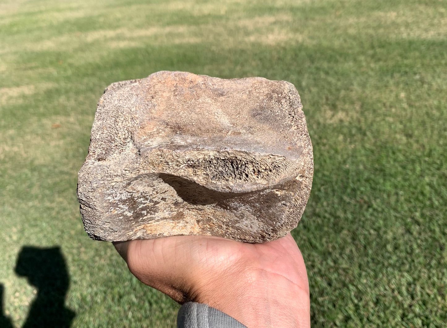 Fossil Whale Vertebra From the Miocene of Virginia