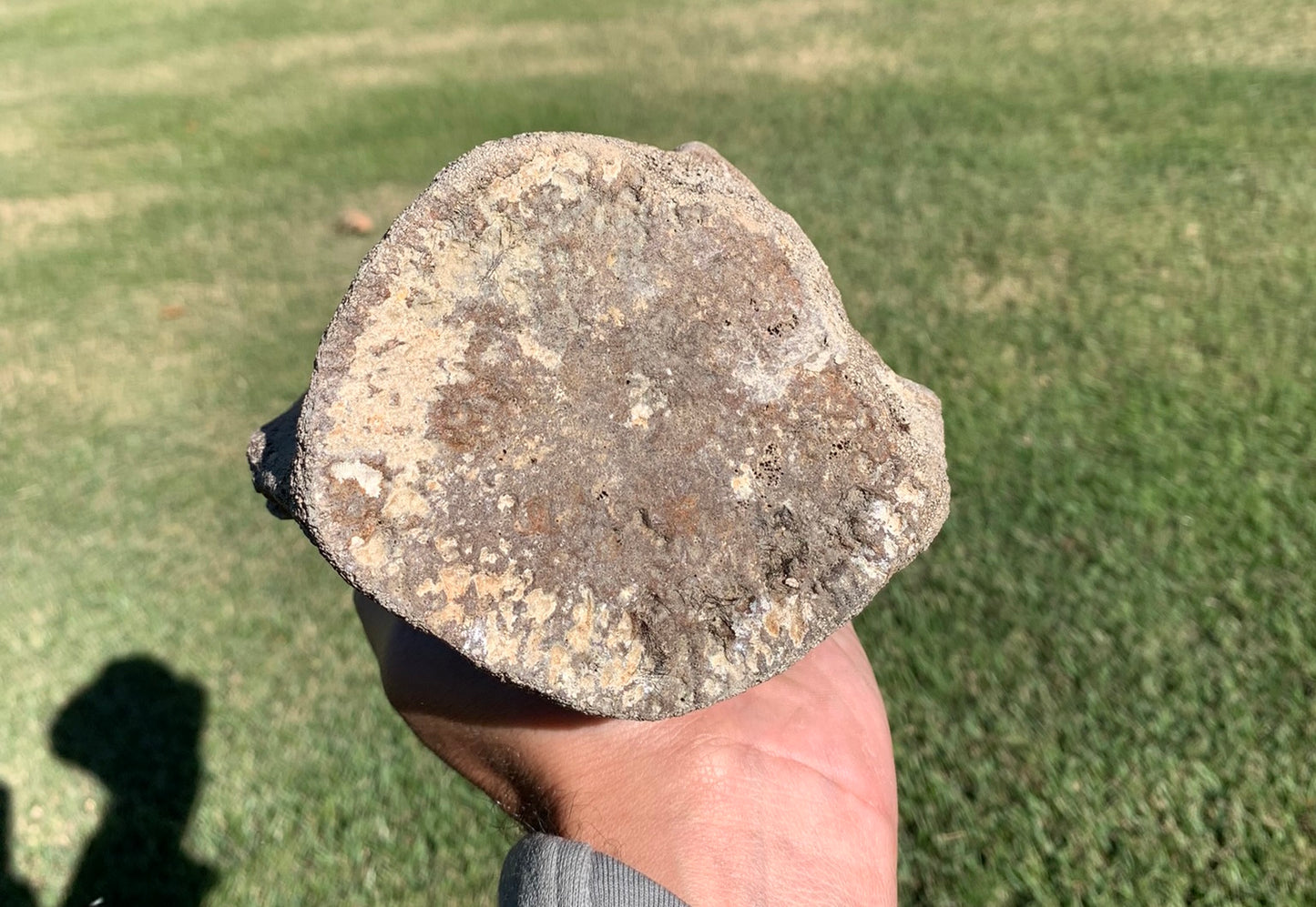 Fossil Whale Vertebra From the Miocene of Virginia