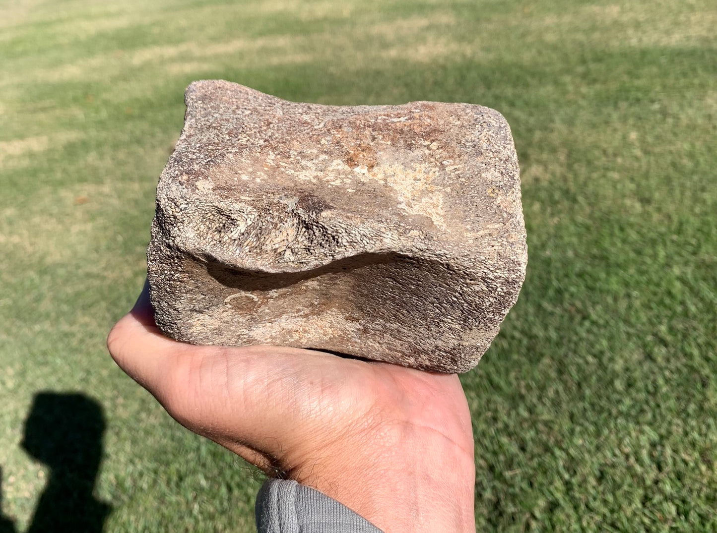 Fossil Whale Vertebra From the Miocene of Virginia