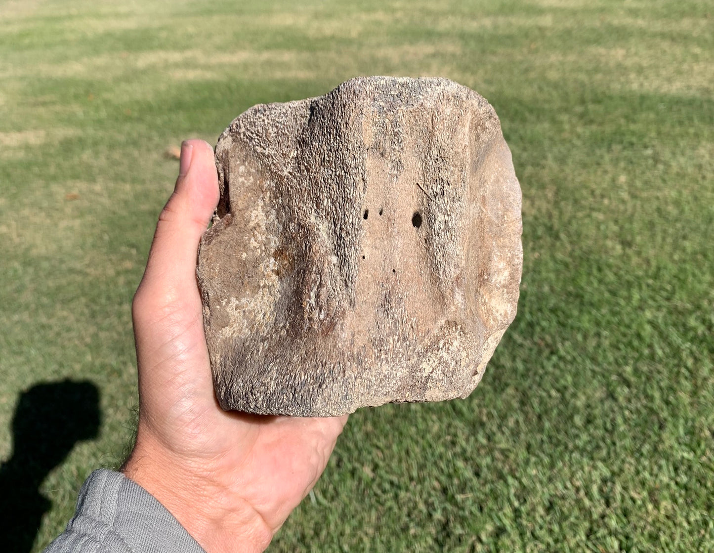 Fossil Whale Vertebra From the Miocene of Virginia