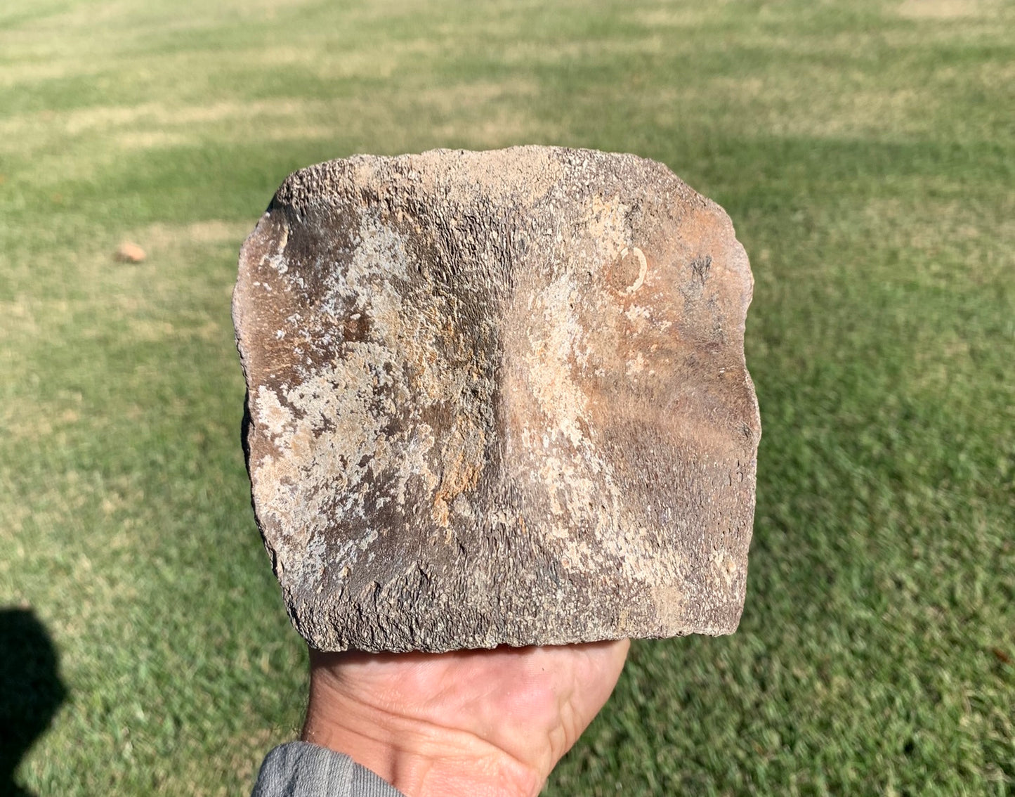 Fossil Whale Vertebra From the Miocene of Virginia