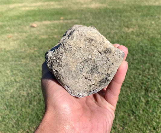 Fossil Whale Vertebra From the Miocene of Virginia
