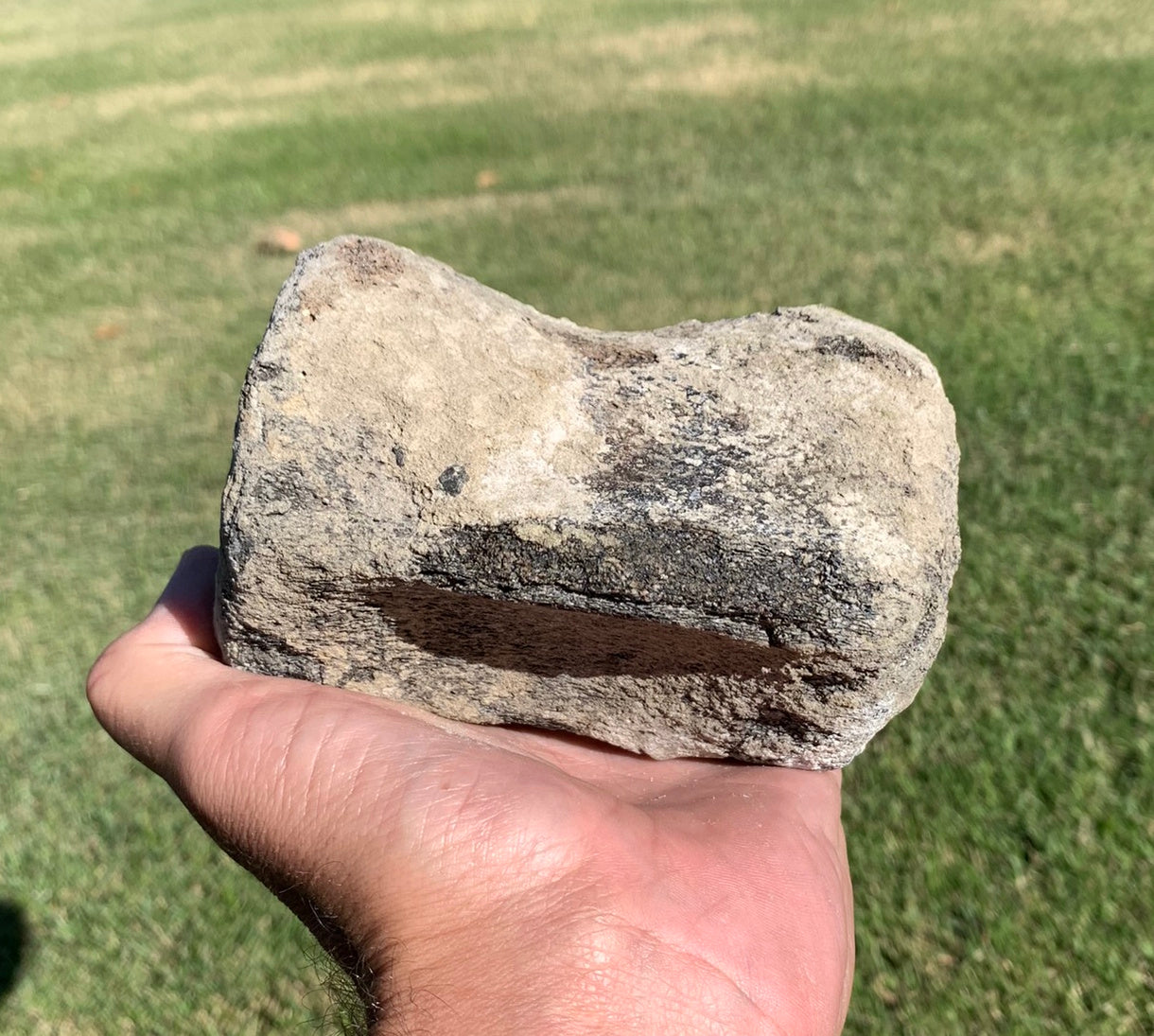 Fossil Whale Vertebra From the Miocene of Virginia
