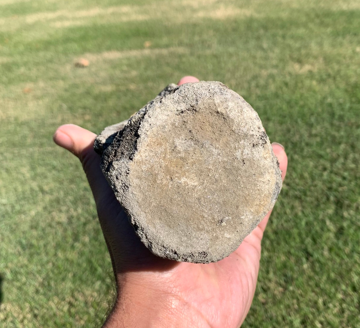 Fossil Whale Vertebra From the Miocene of Virginia