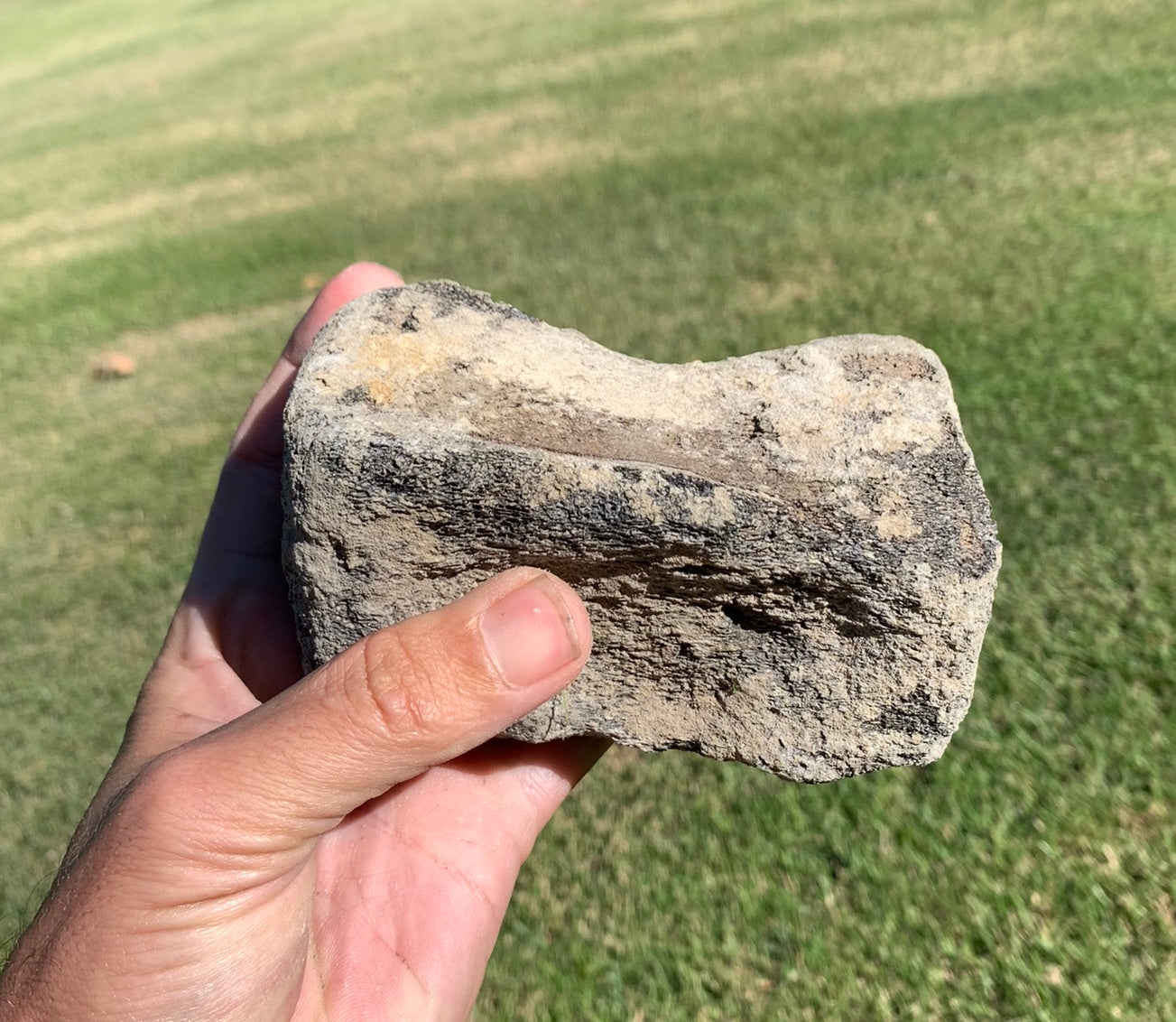 Fossil Whale Vertebra From the Miocene of Virginia