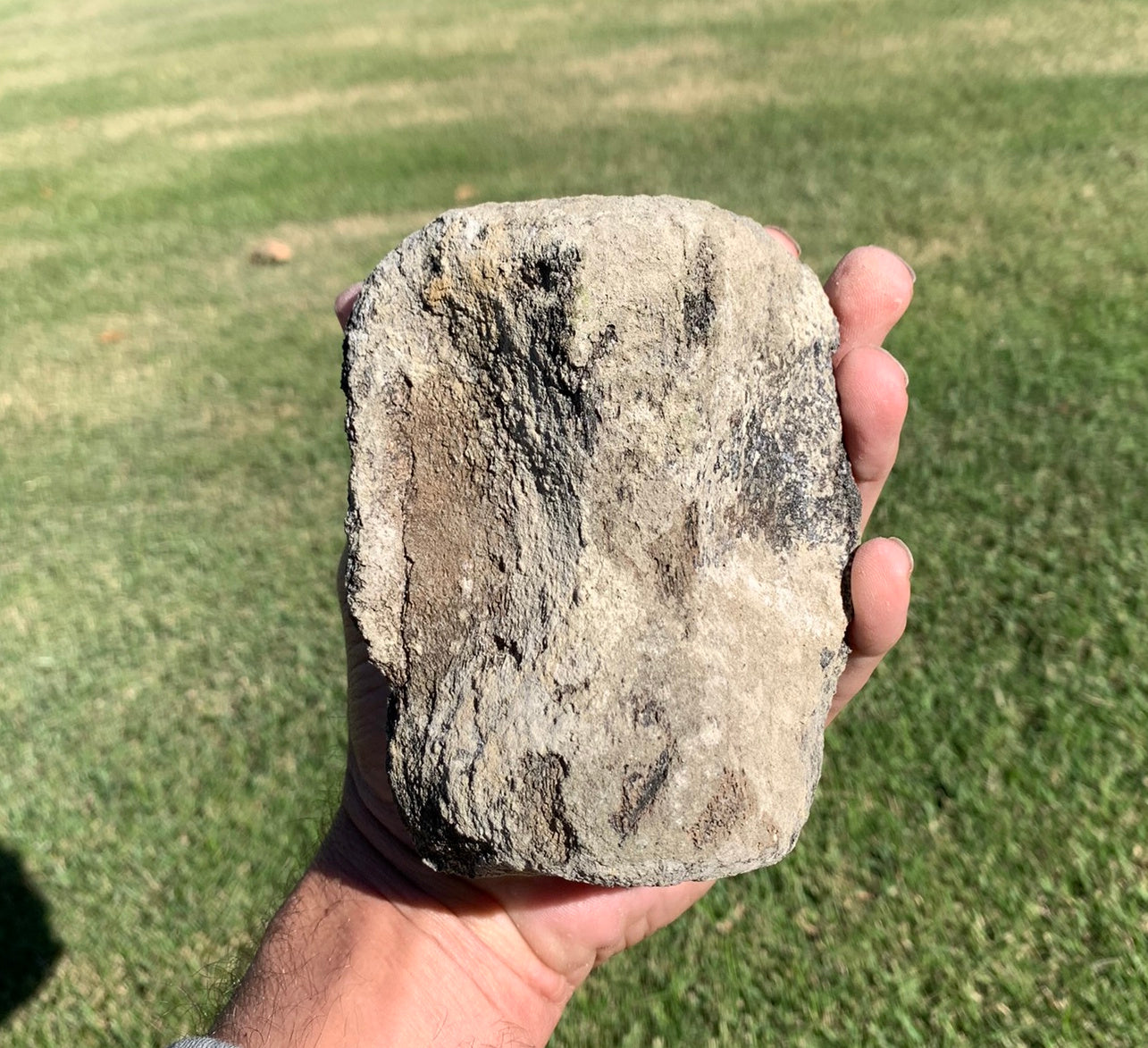 Fossil Whale Vertebra From the Miocene of Virginia