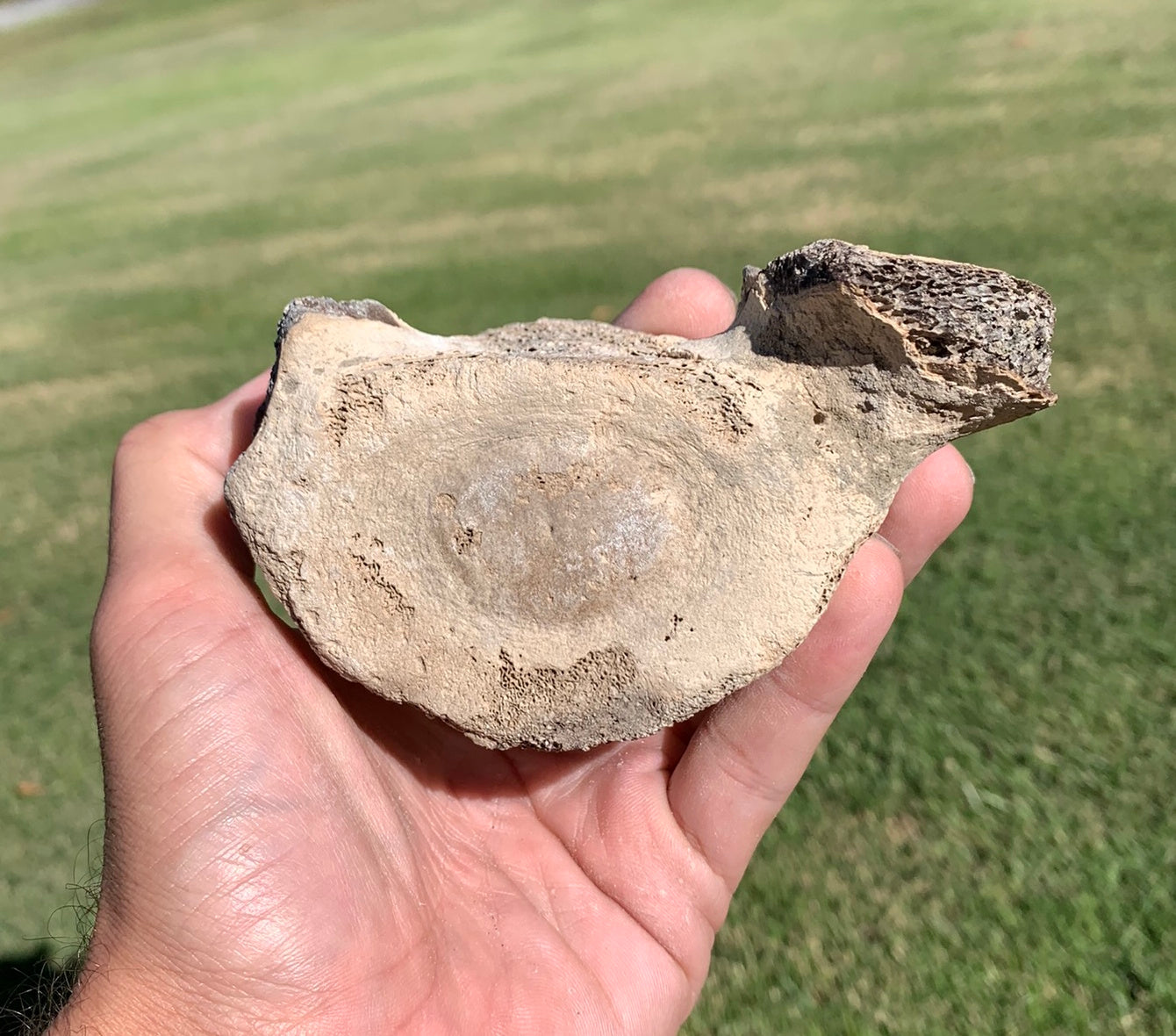 Fossil Whale Vertebra From the Miocene of Virginia