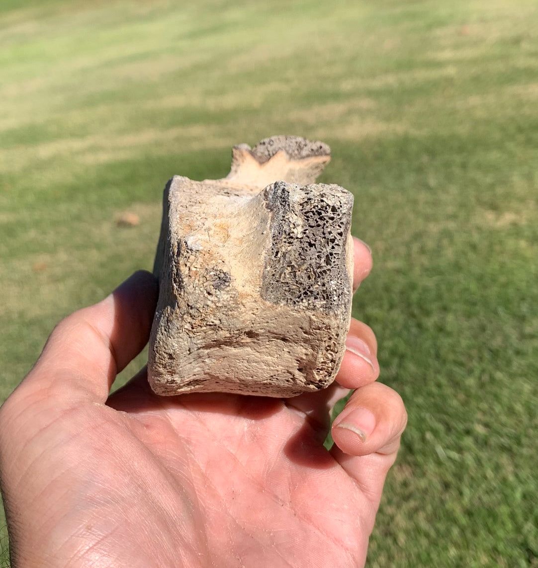 Fossil Whale Vertebra From the Miocene of Virginia