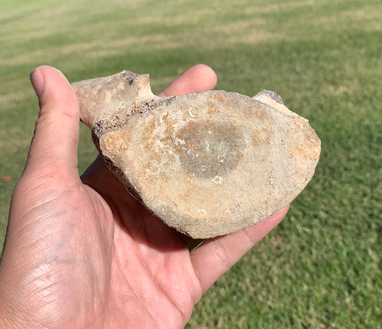 Fossil Whale Vertebra From the Miocene of Virginia