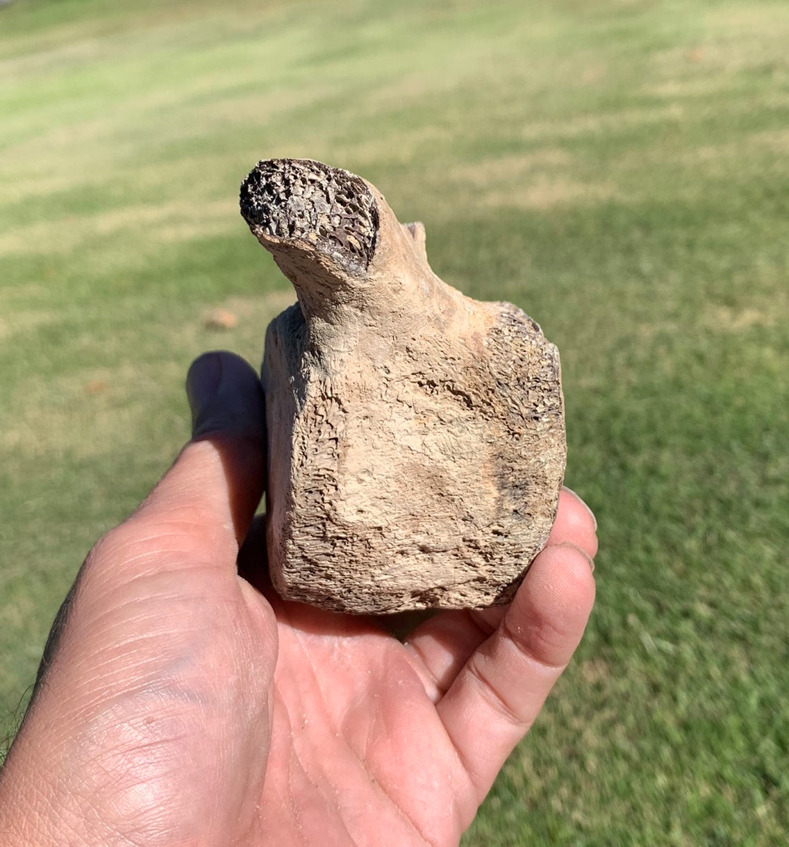 Fossil Whale Vertebra From the Miocene of Virginia