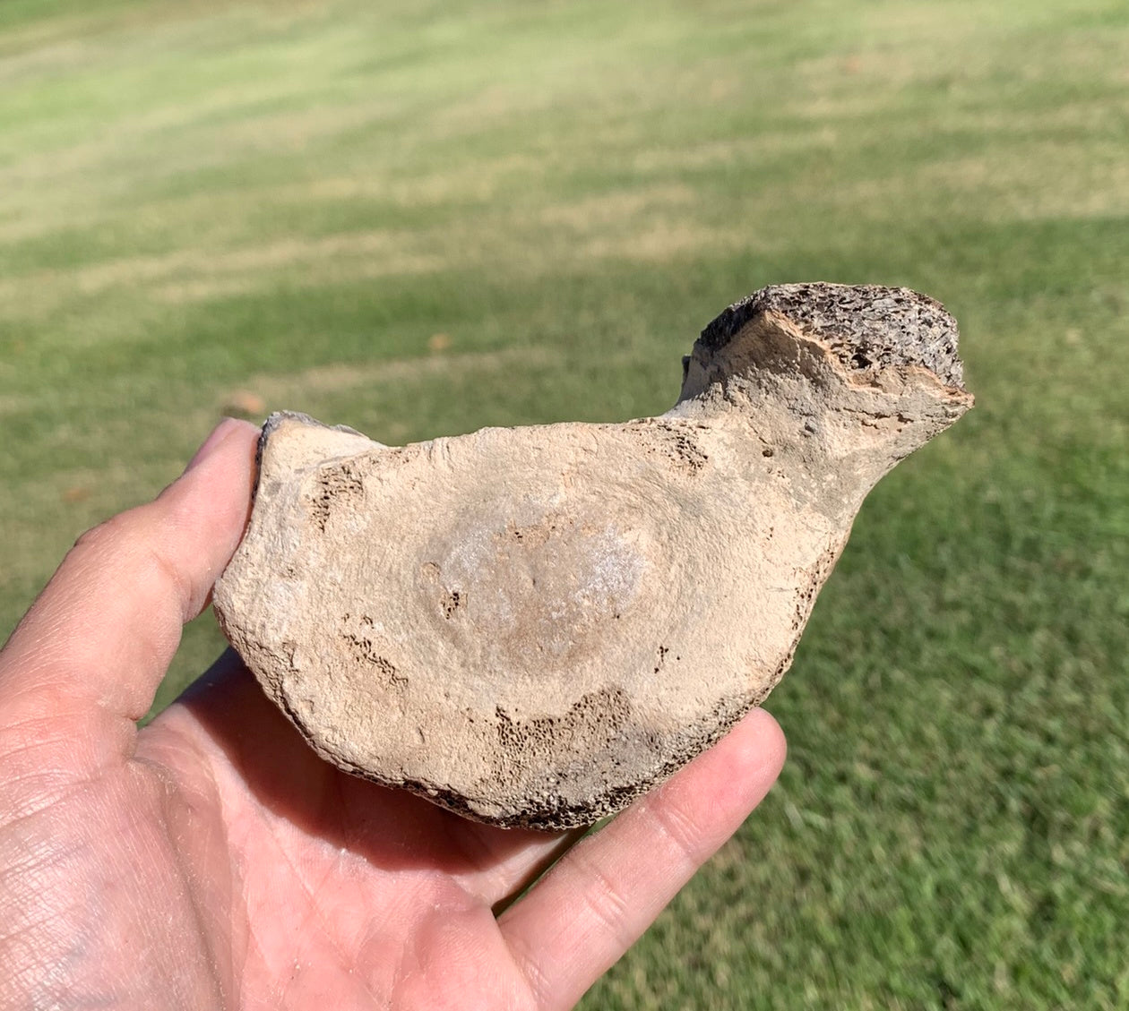 Fossil Whale Vertebra From the Miocene of Virginia