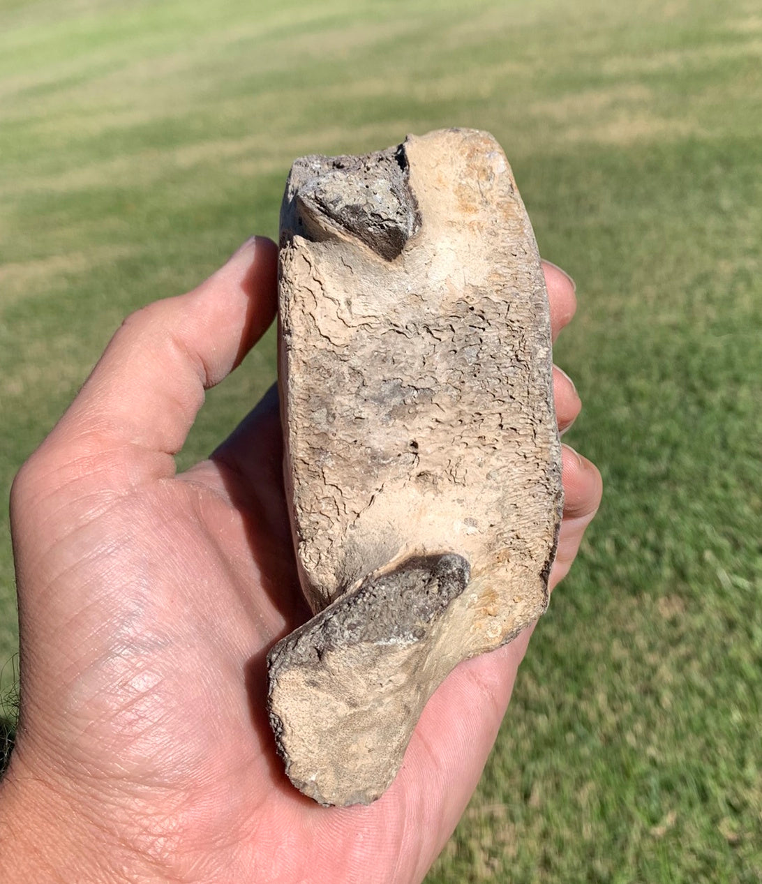 Fossil Whale Vertebra From the Miocene of Virginia