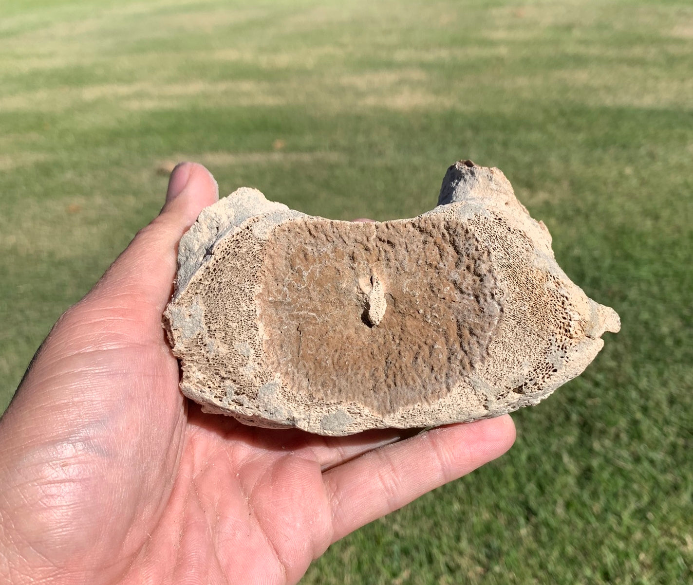 Fossil Whale Vertebra From the Miocene of Virginia