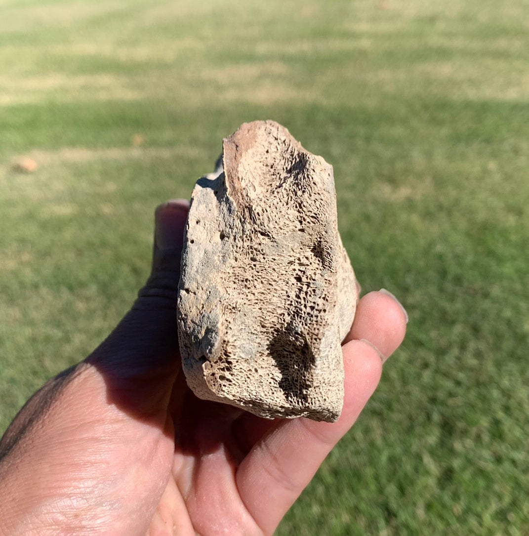 Fossil Whale Vertebra From the Miocene of Virginia