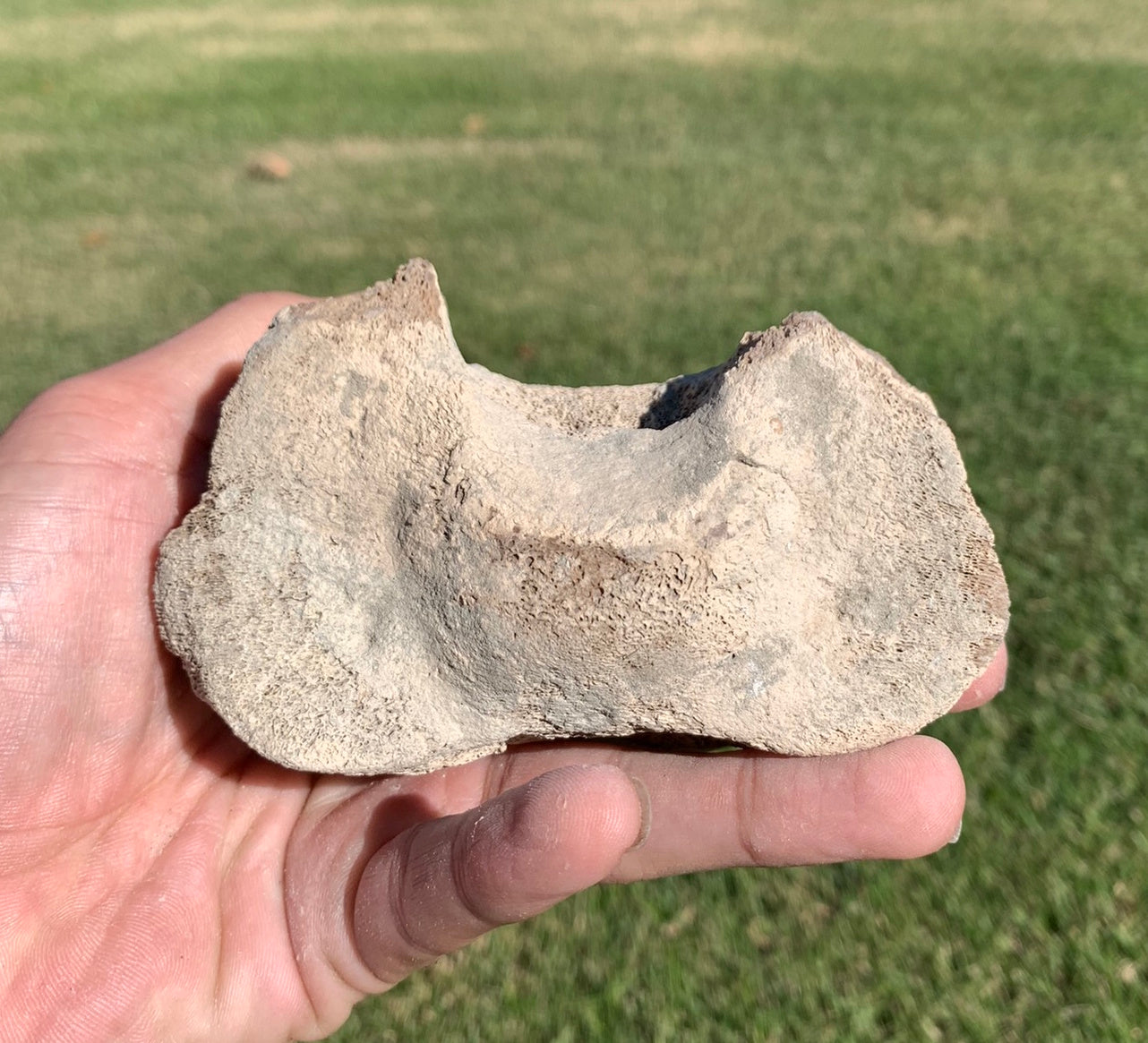 Fossil Whale Vertebra From the Miocene of Virginia