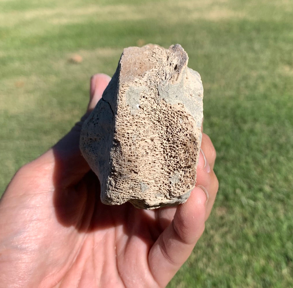 Fossil Whale Vertebra From the Miocene of Virginia