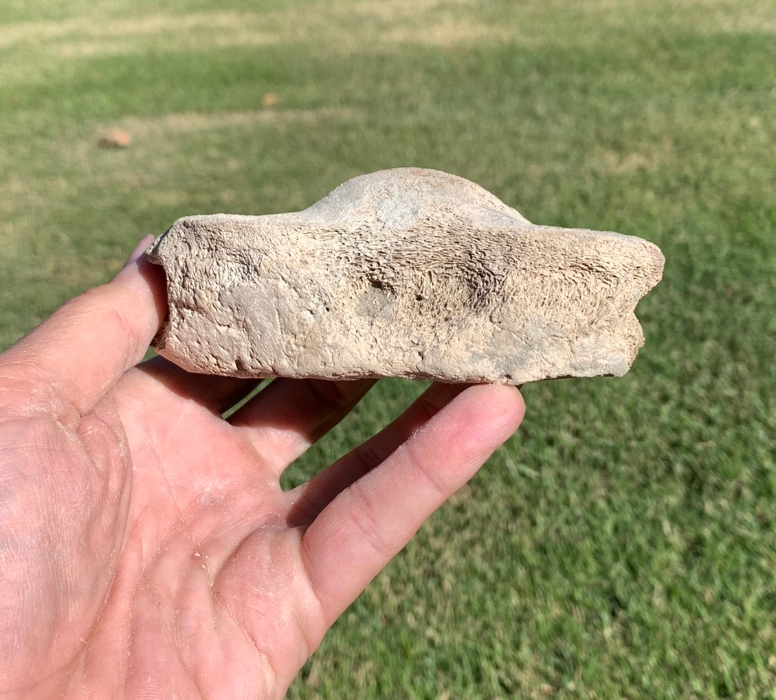 Fossil Whale Vertebra From the Miocene of Virginia