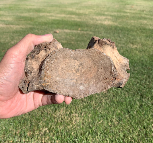 Fossil Whale Vertebra From the Miocene of Virginia