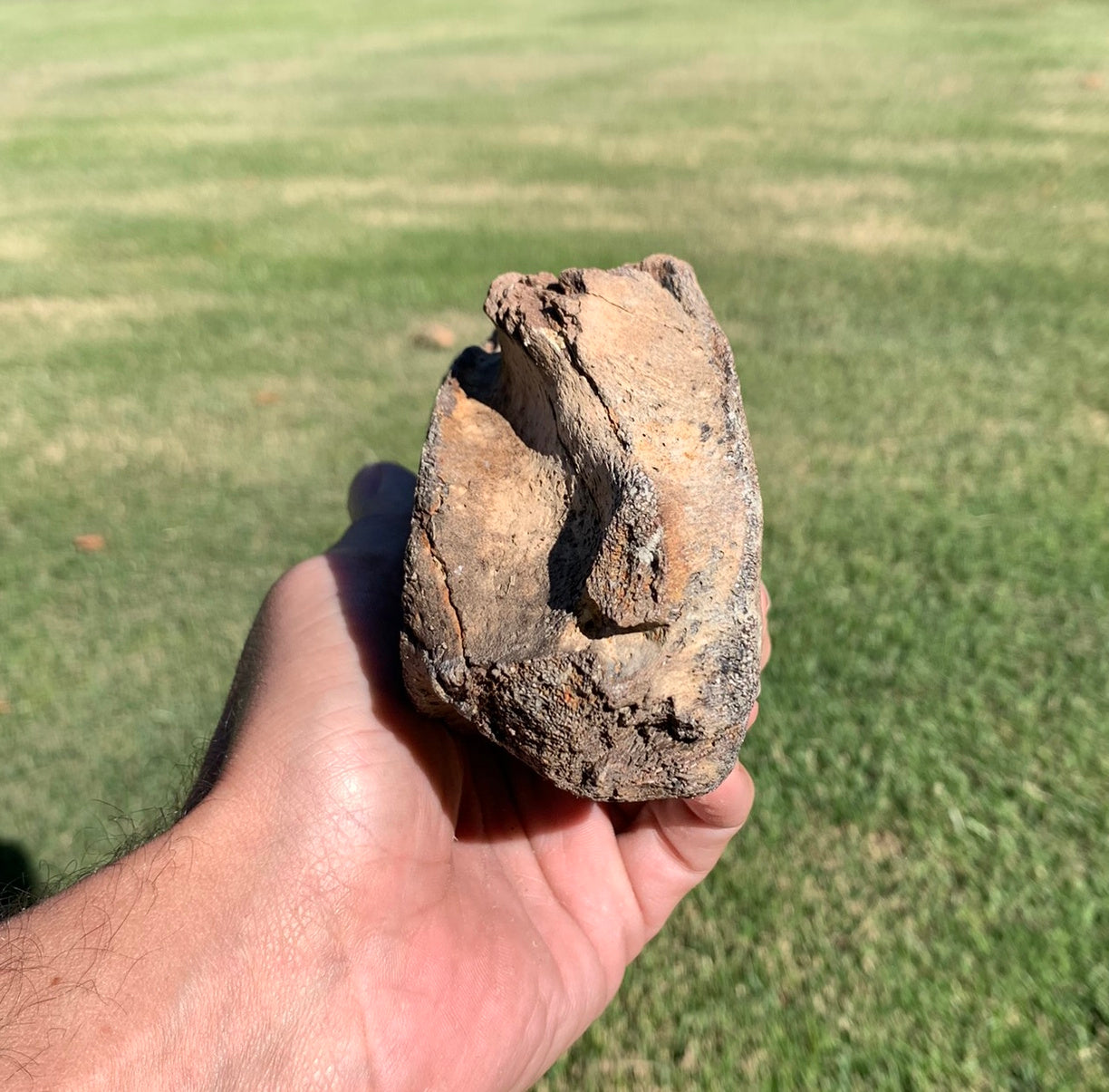Fossil Whale Vertebra From the Miocene of Virginia