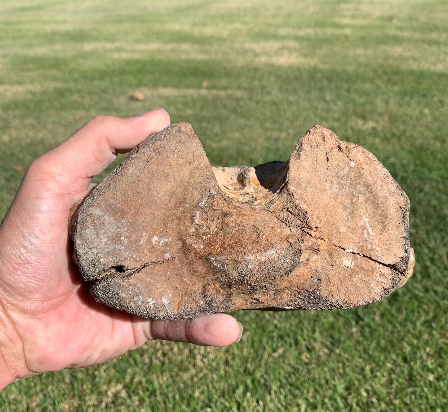 Fossil Whale Vertebra From the Miocene of Virginia