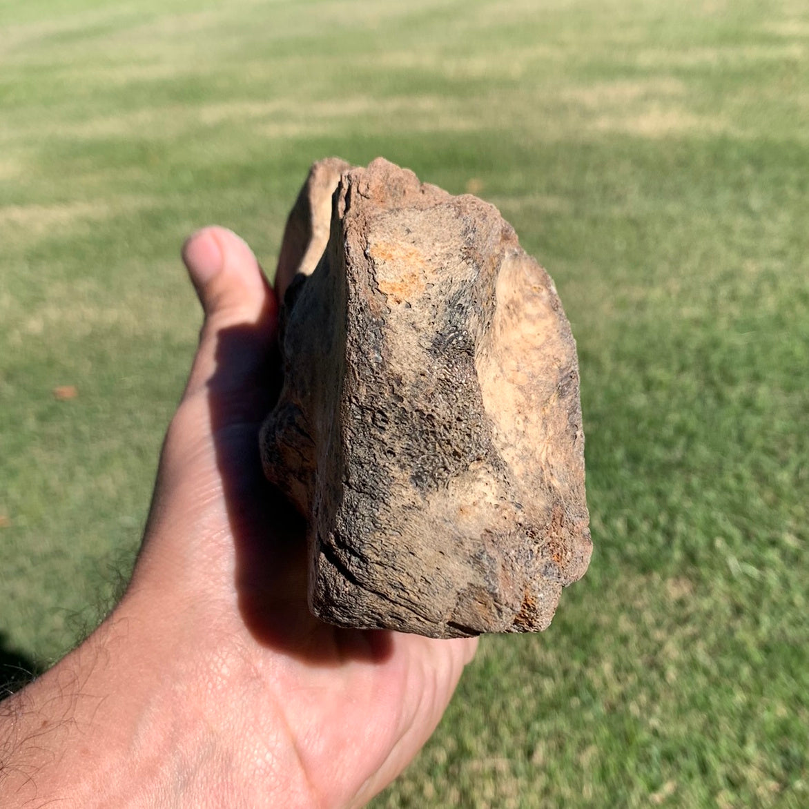 Fossil Whale Vertebra From the Miocene of Virginia