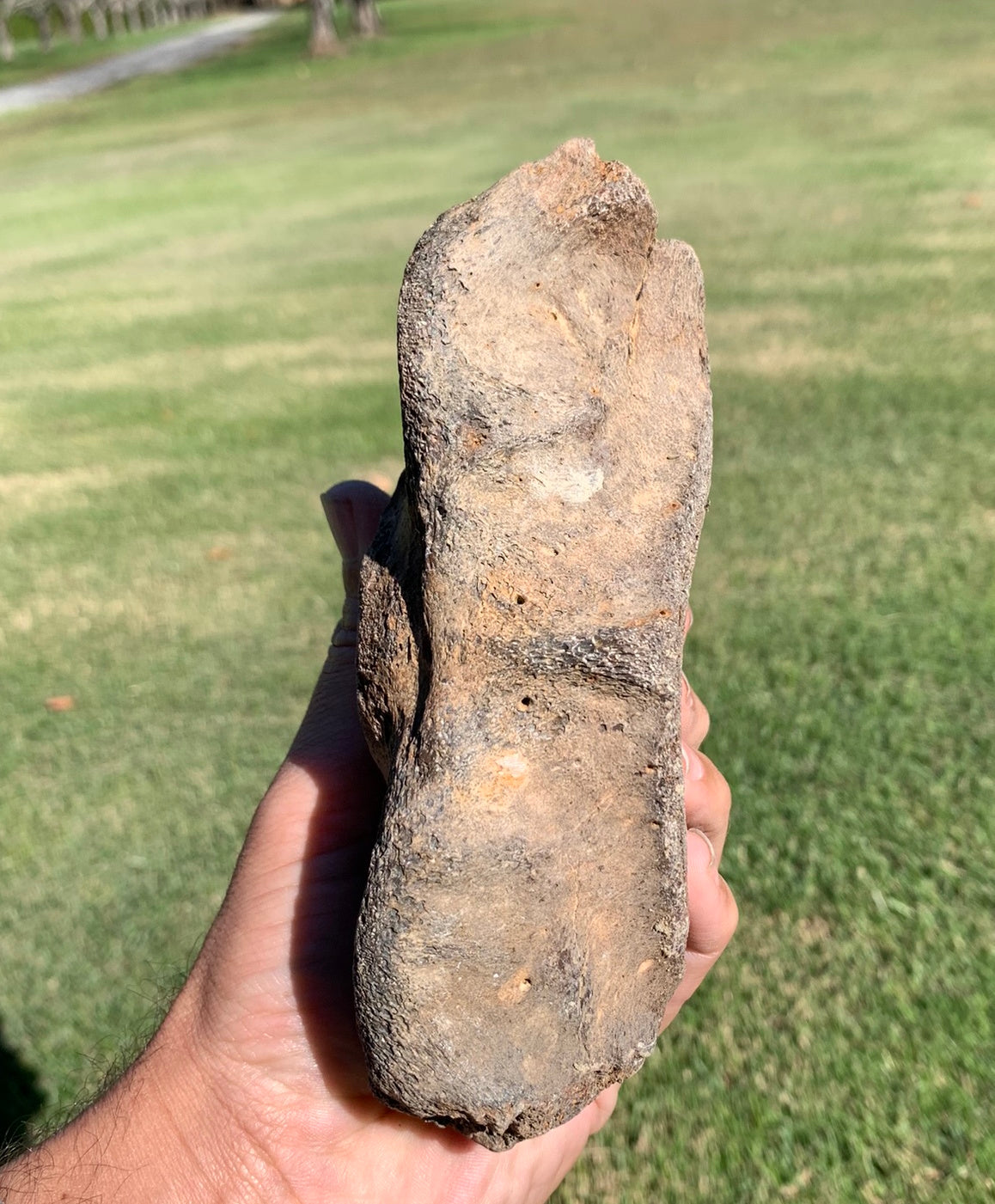 Fossil Whale Vertebra From the Miocene of Virginia