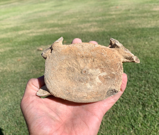 Fossil Whale Vertebra From the Miocene of Virginia