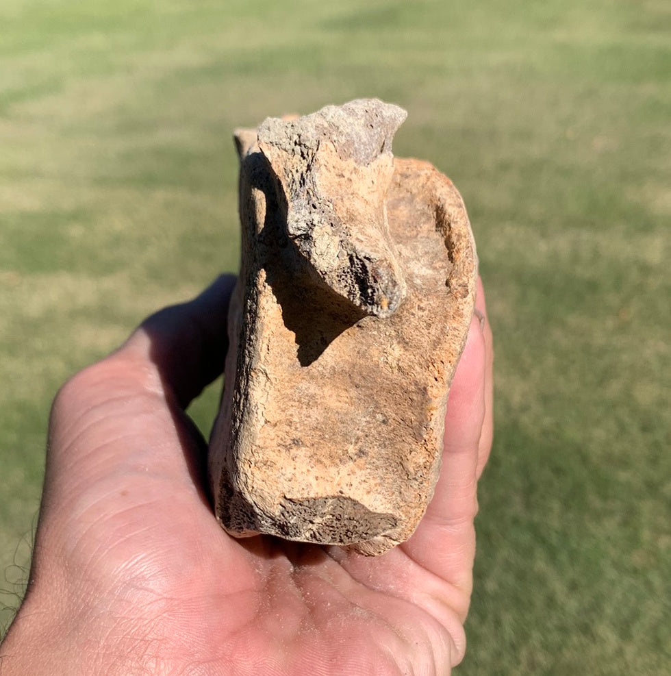Fossil Whale Vertebra From the Miocene of Virginia