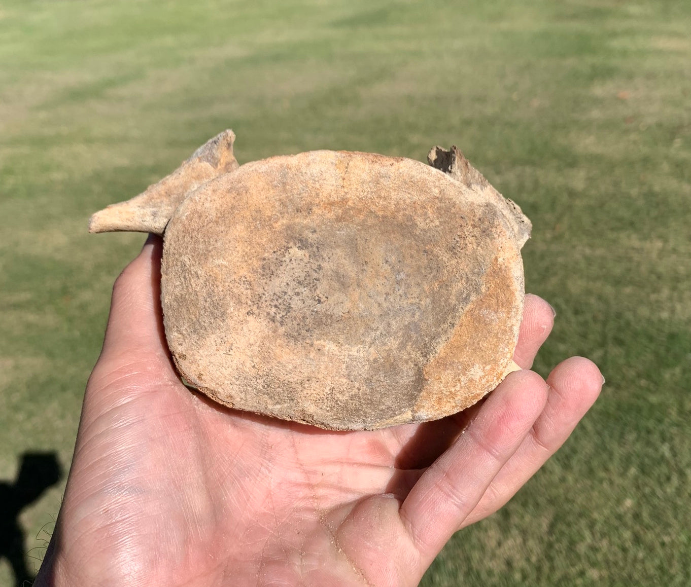 Fossil Whale Vertebra From the Miocene of Virginia