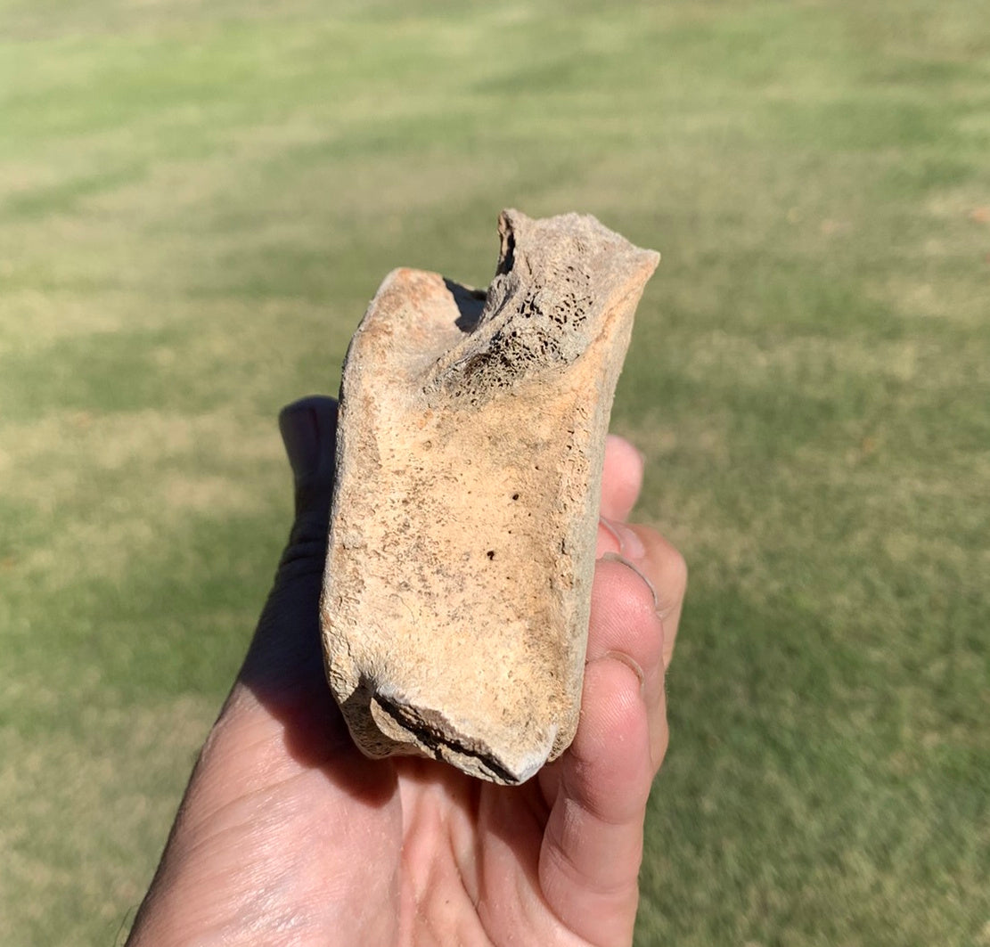 Fossil Whale Vertebra From the Miocene of Virginia