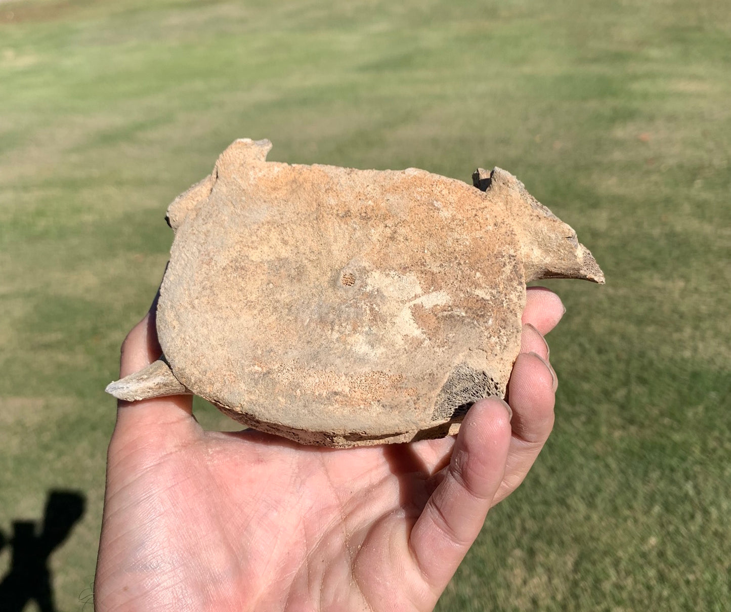Fossil Whale Vertebra From the Miocene of Virginia