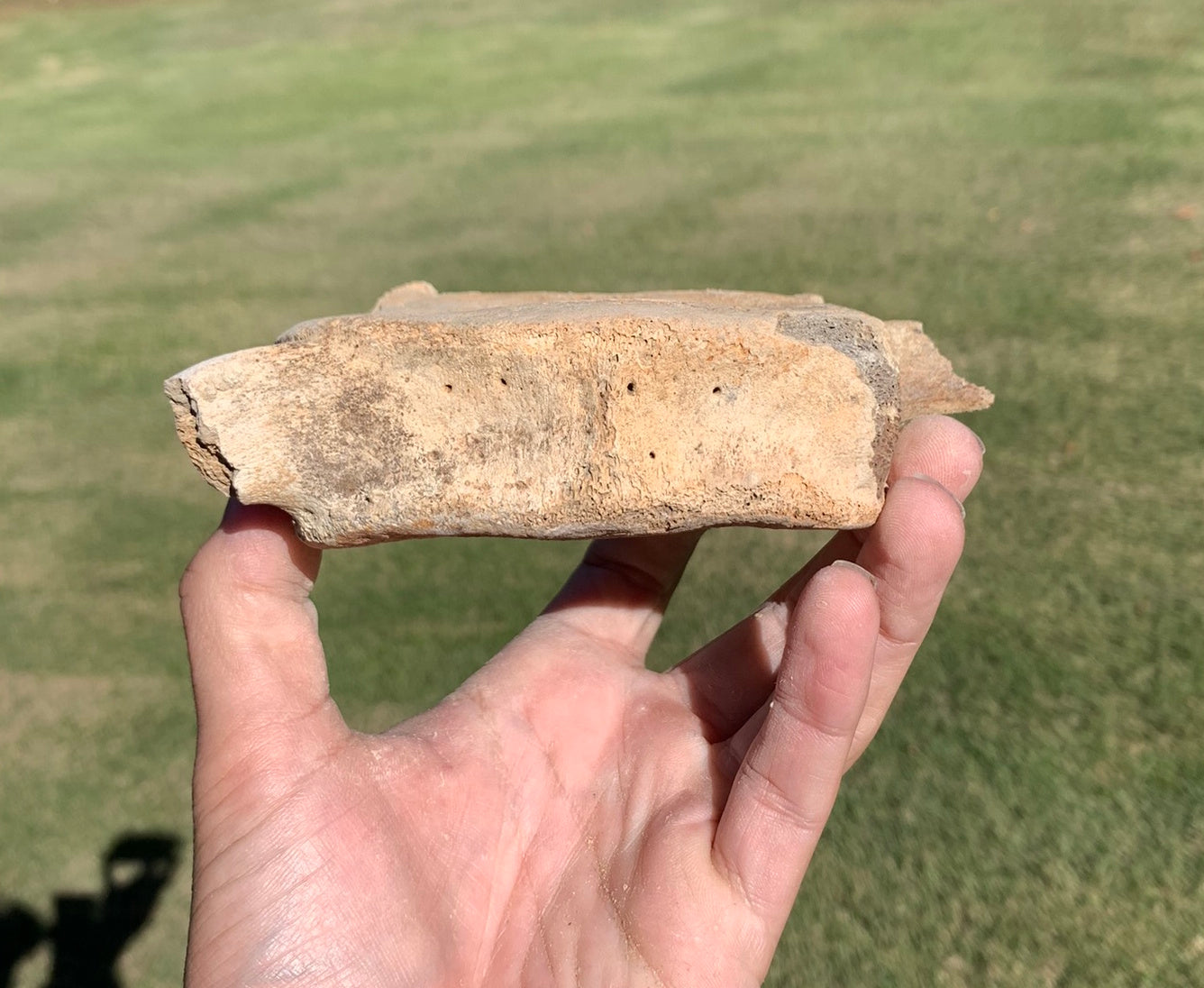 Fossil Whale Vertebra From the Miocene of Virginia