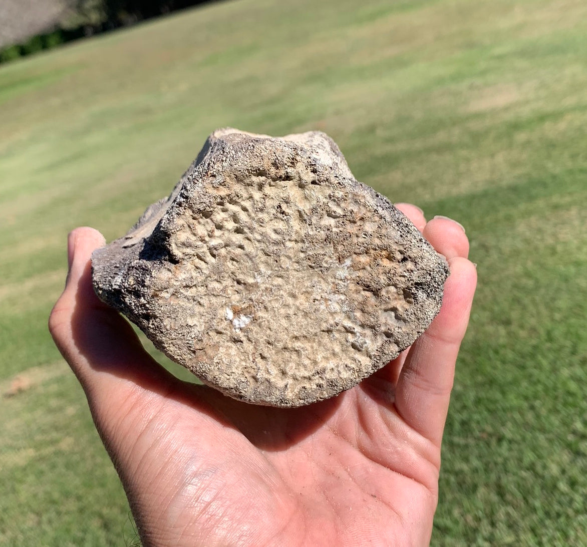 Fossil Whale Vertebra From the Miocene of Virginia