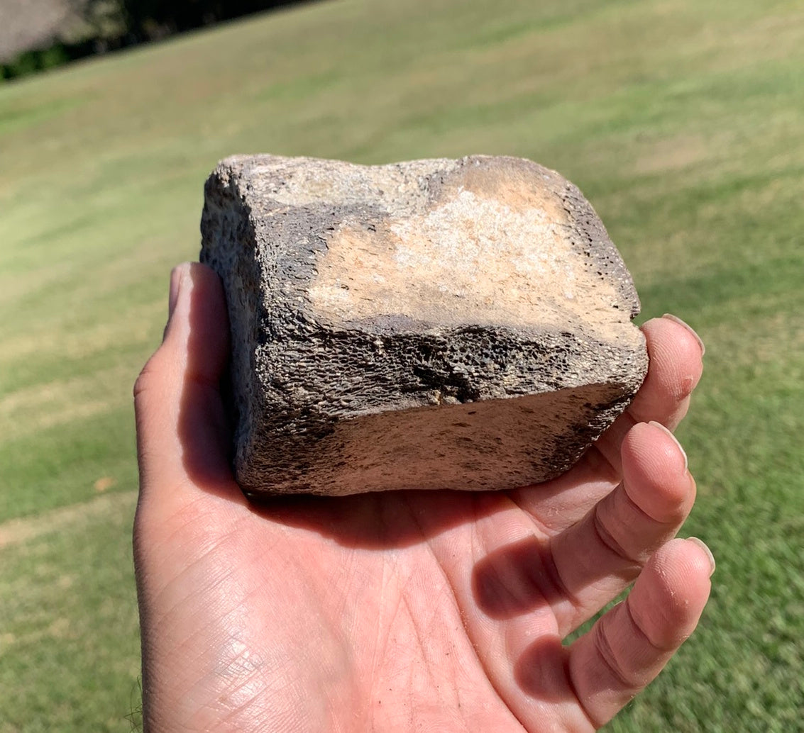 Fossil Whale Vertebra From the Miocene of Virginia