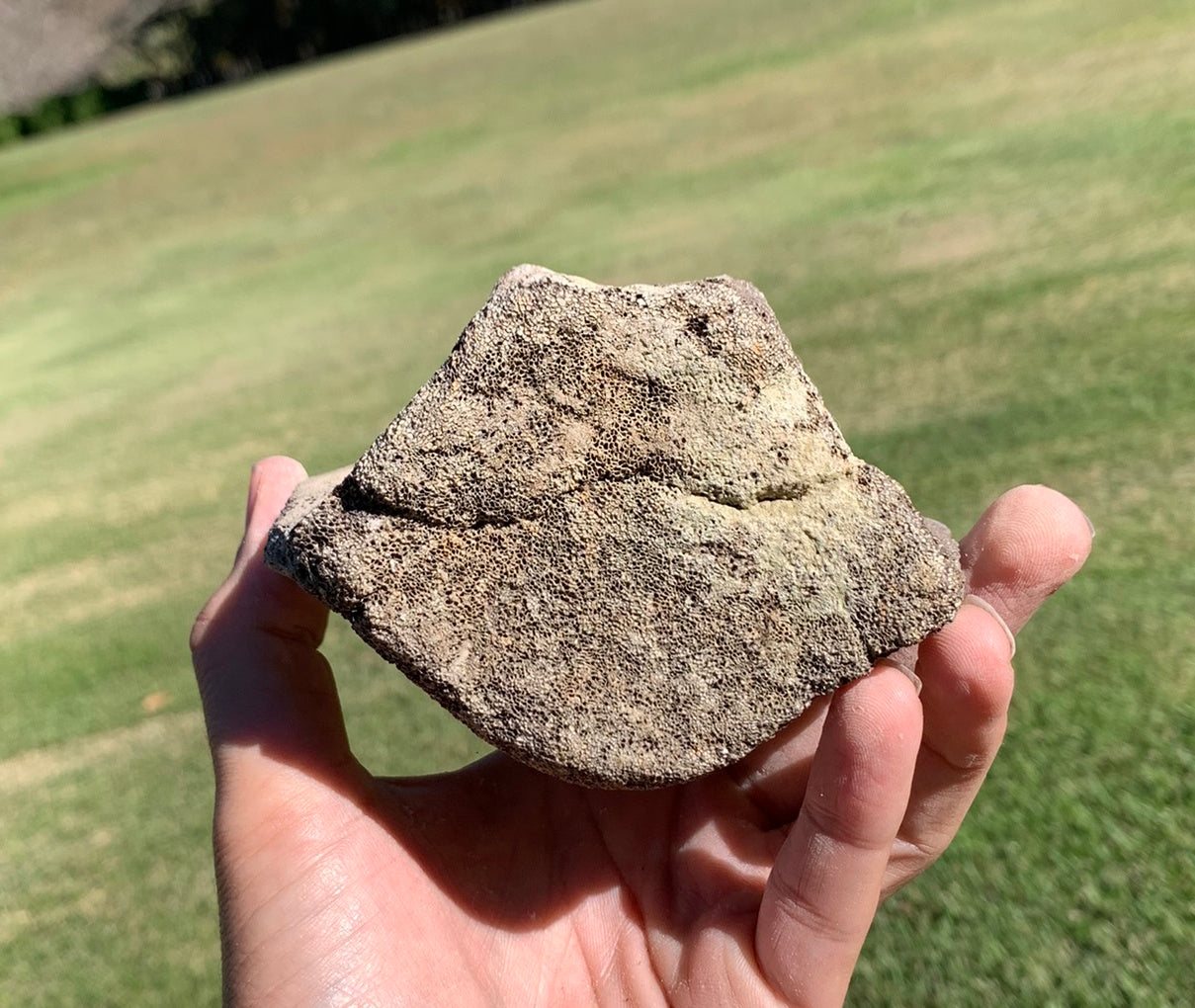 Fossil Whale Vertebra From the Miocene of Virginia