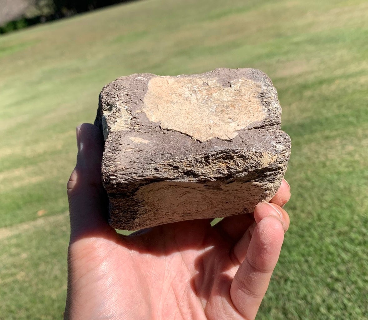 Fossil Whale Vertebra From the Miocene of Virginia