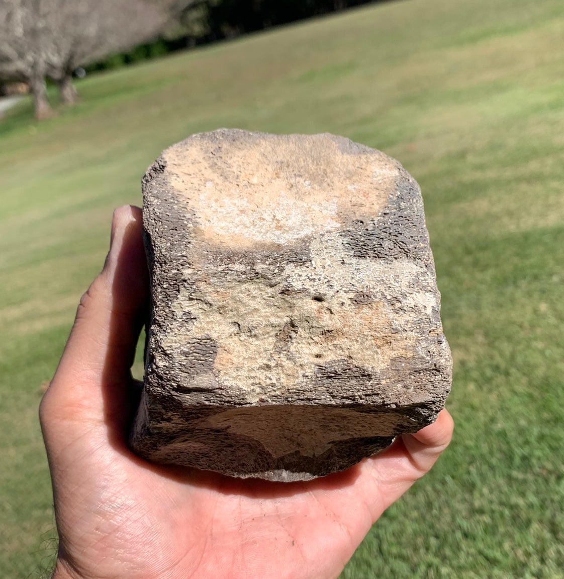 Fossil Whale Vertebra From the Miocene of Virginia