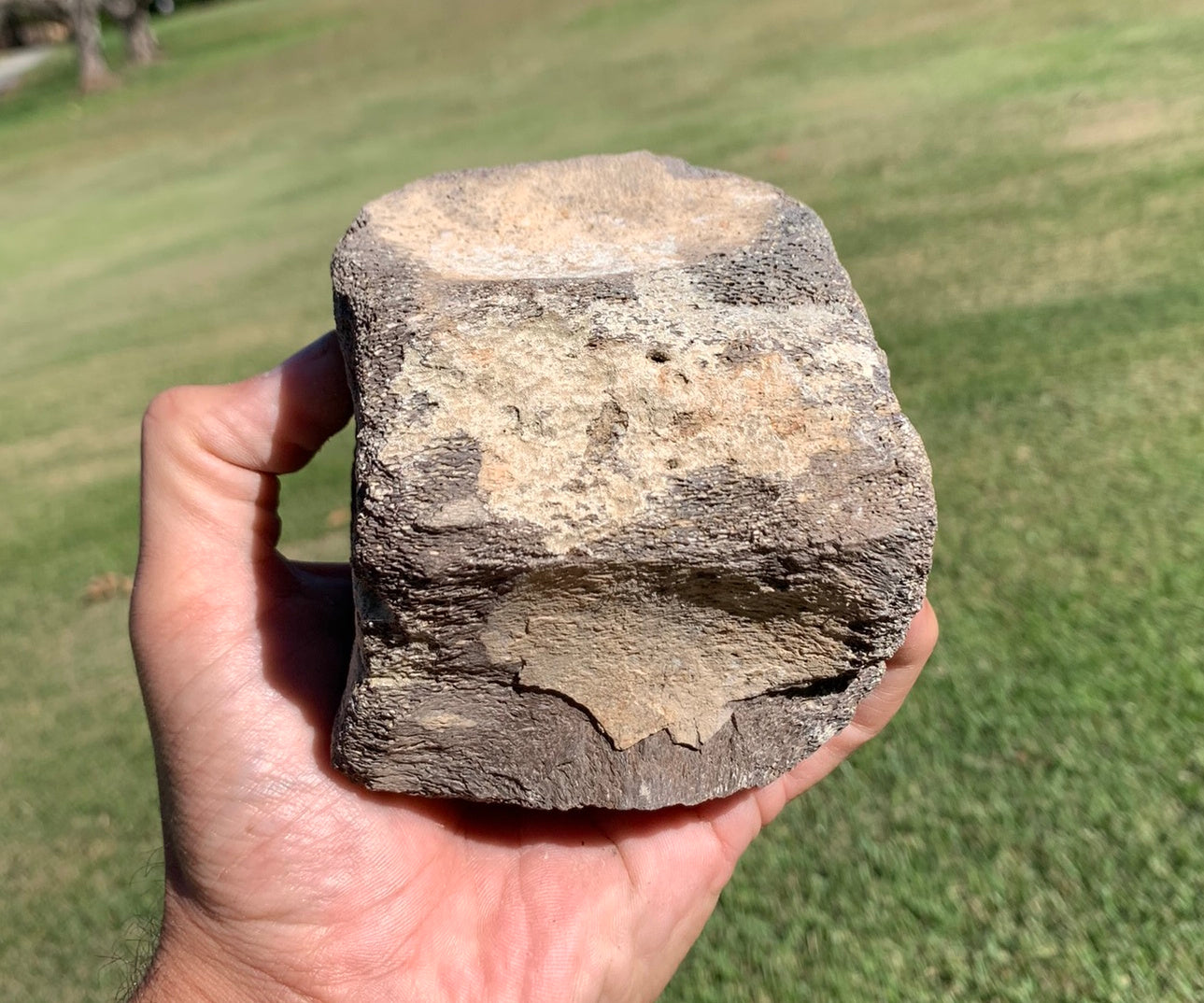 Fossil Whale Vertebra From the Miocene of Virginia
