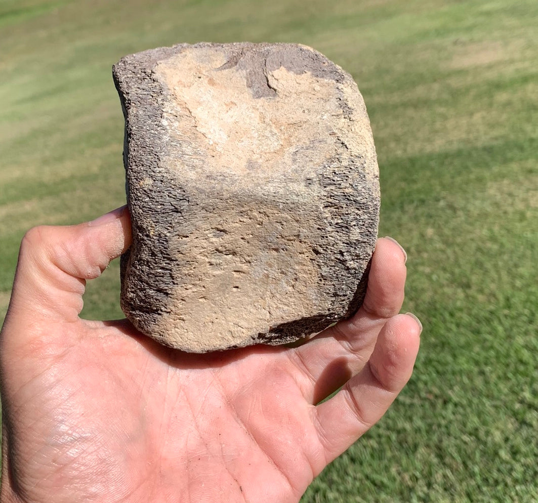 Fossil Whale Vertebra From the Miocene of Virginia