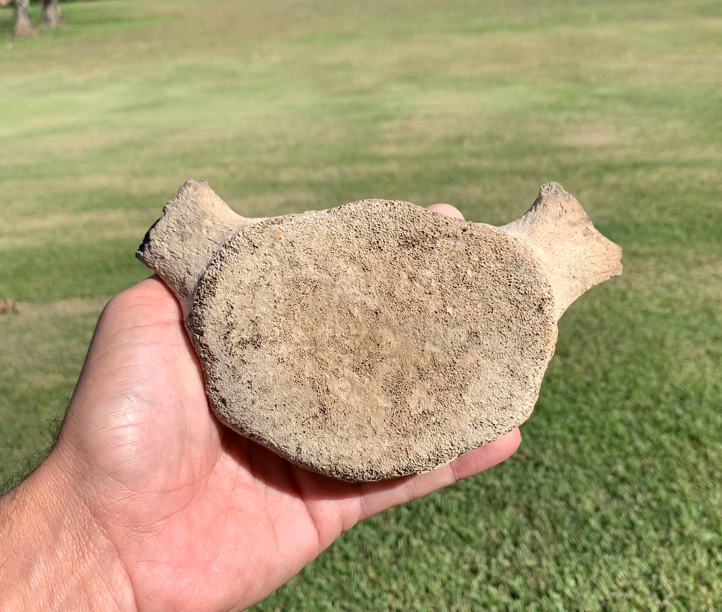 Fossil Whale Vertebra From the Miocene of Virginia