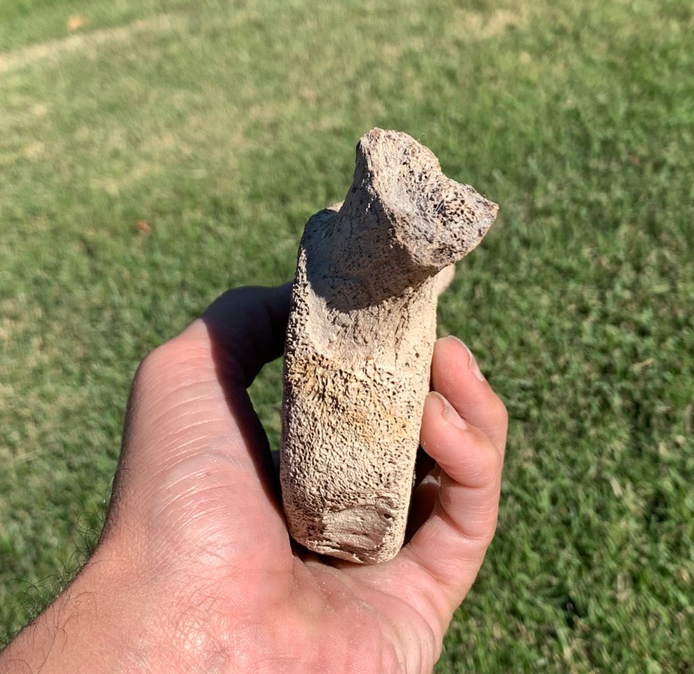 Fossil Whale Vertebra From the Miocene of Virginia