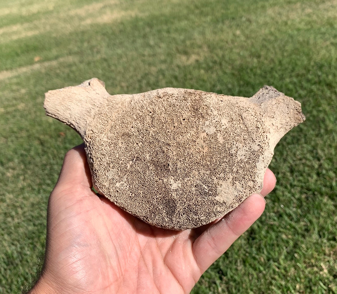Fossil Whale Vertebra From the Miocene of Virginia