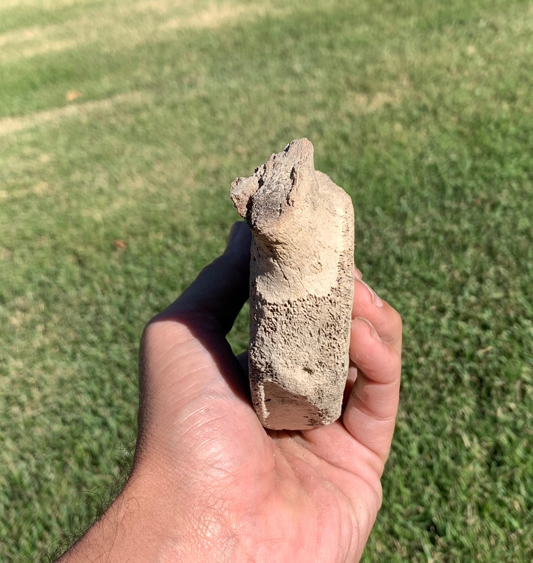 Fossil Whale Vertebra From the Miocene of Virginia