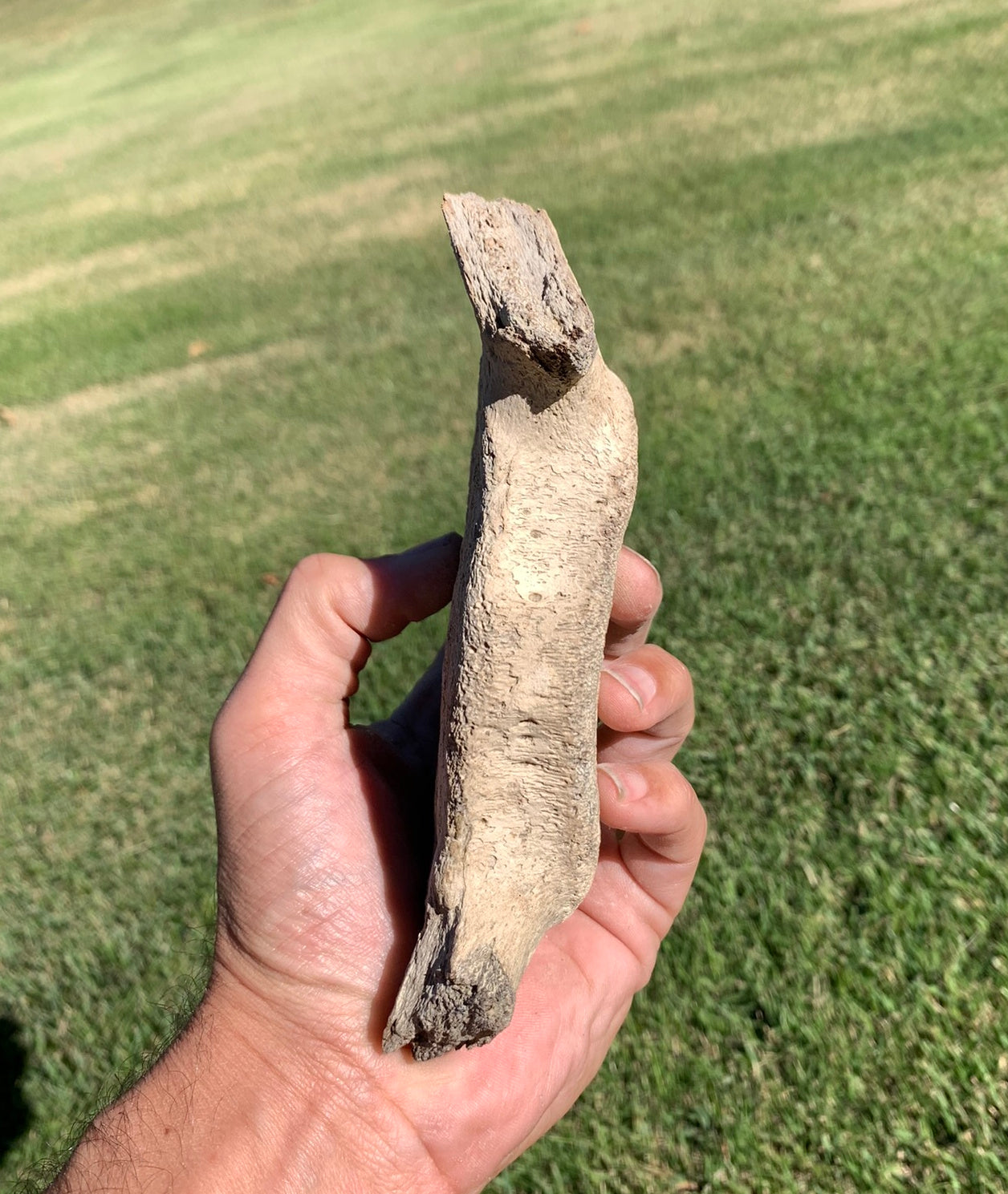 Fossil Whale Vertebra From the Miocene of Virginia