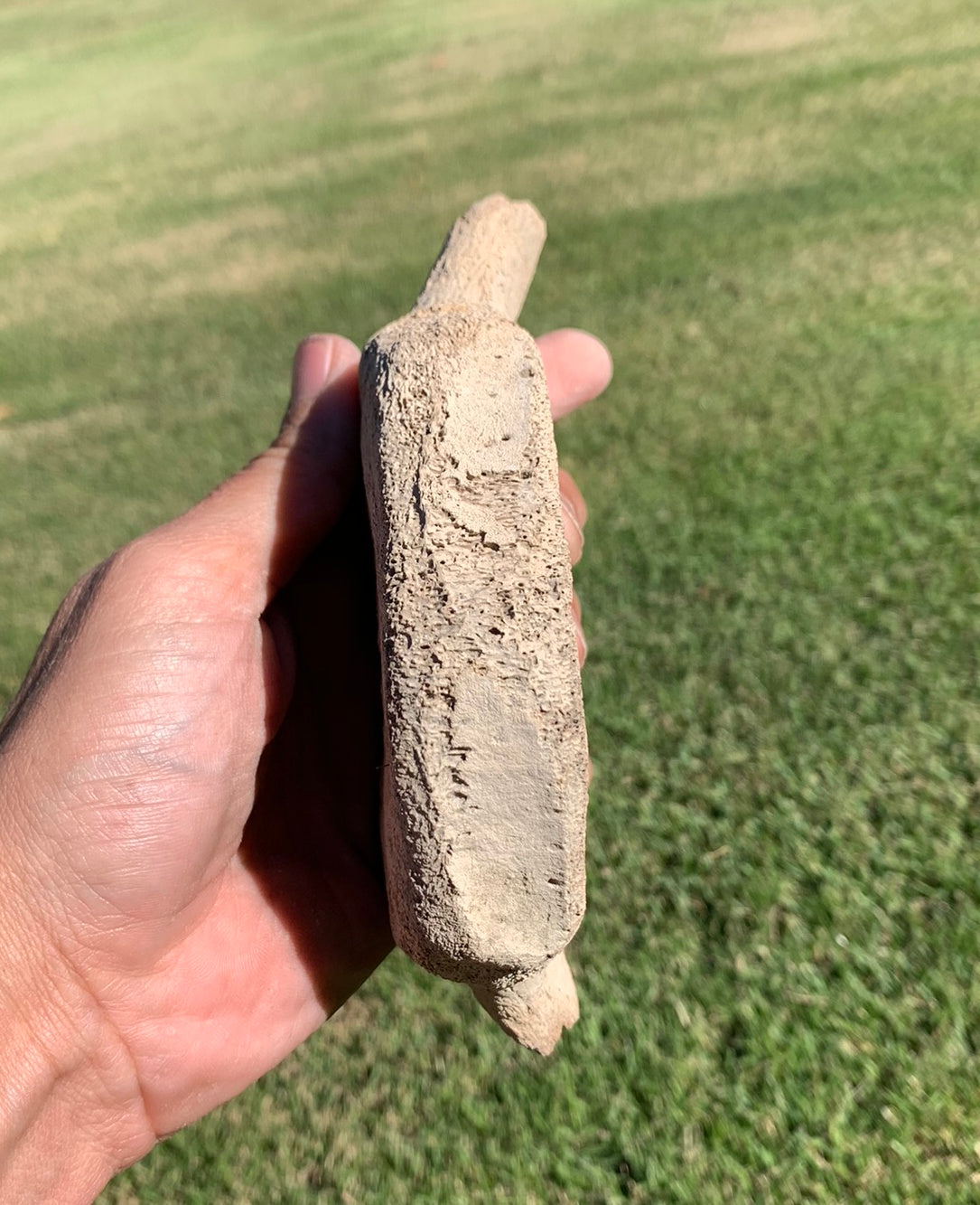 Fossil Whale Vertebra From the Miocene of Virginia