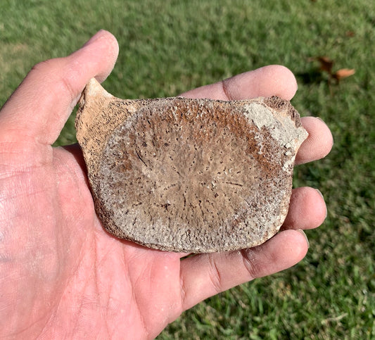 Fossil Whale Vertebra From the Miocene of Virginia
