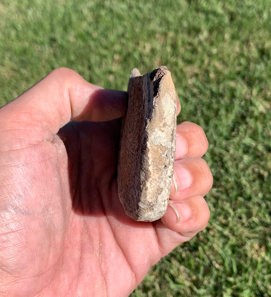 Fossil Whale Vertebra From the Miocene of Virginia
