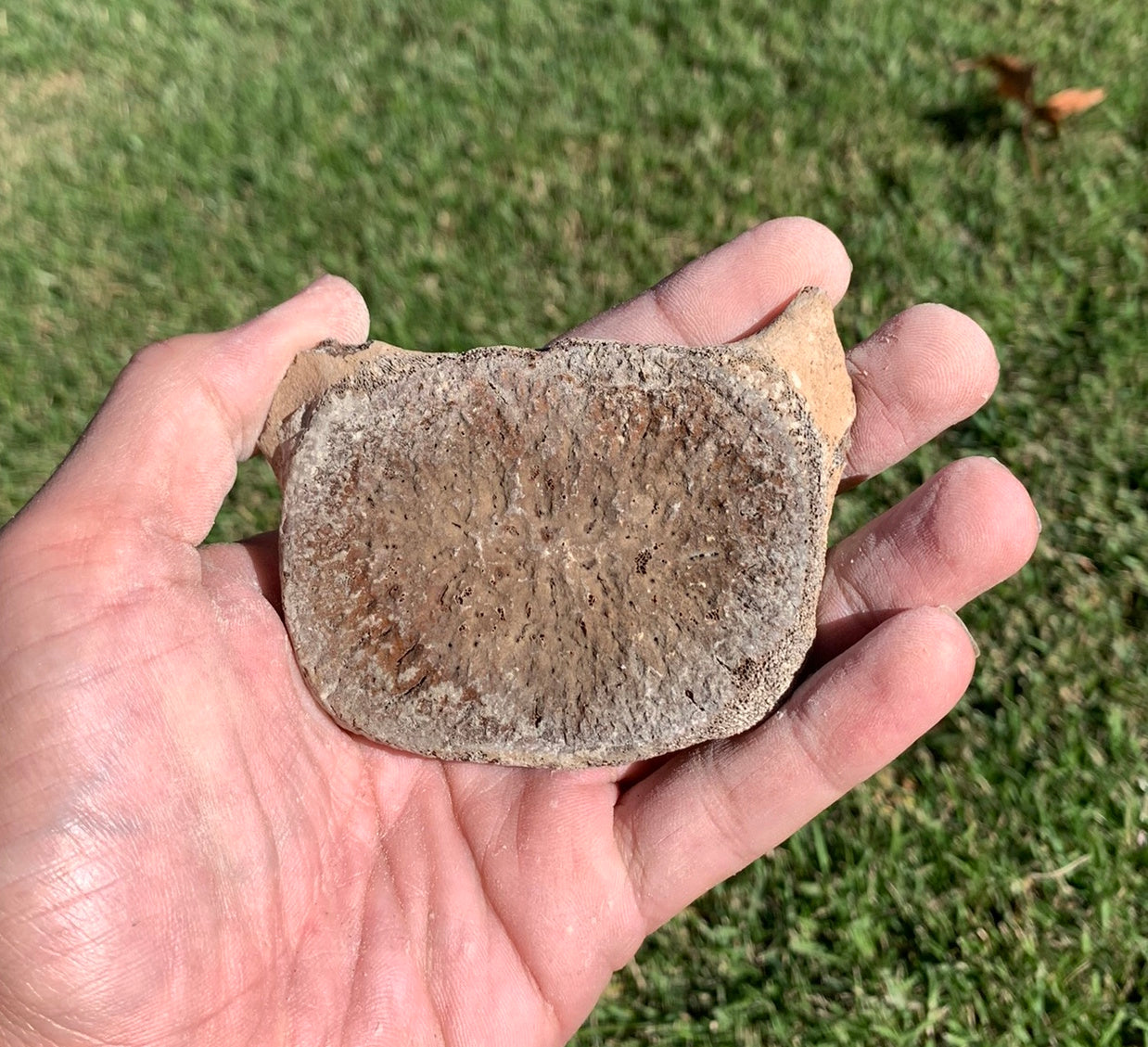 Fossil Whale Vertebra From the Miocene of Virginia