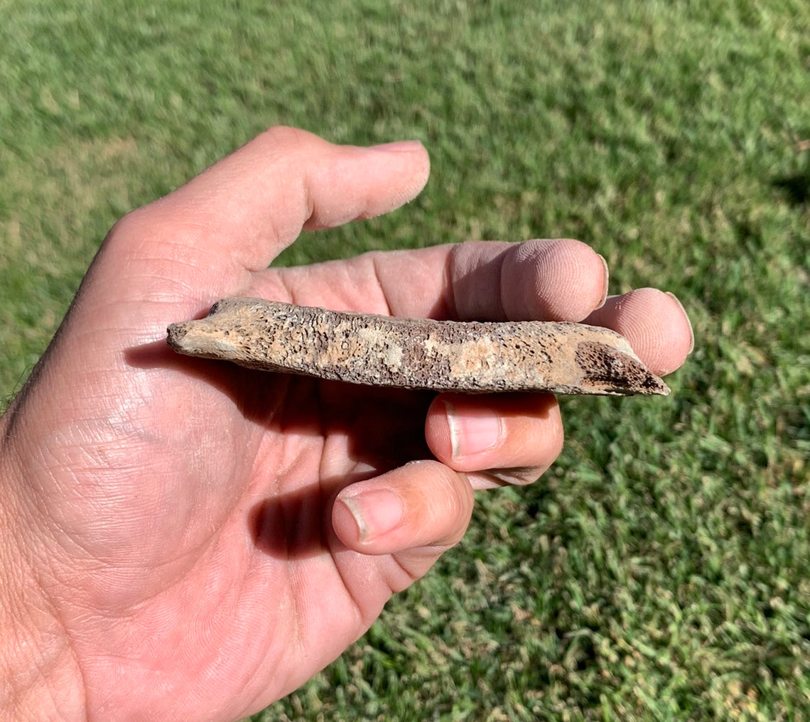 Fossil Whale Vertebra From the Miocene of Virginia